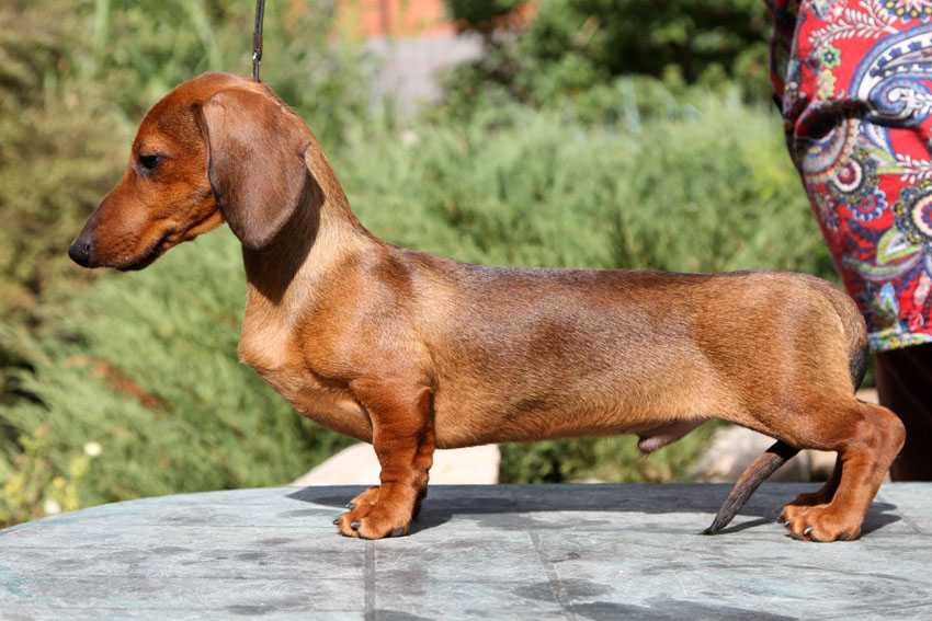 Карликовая такса: размеры взрослой собаки, описание породы, характер