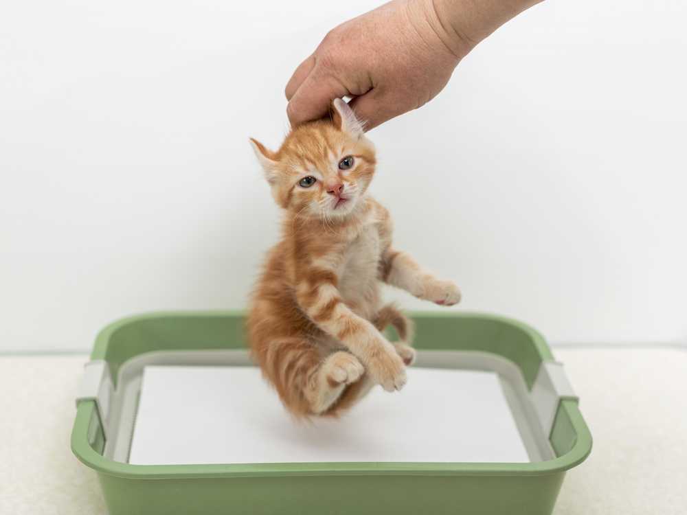 Как выявить причину и оказать помощь коту, если он не может пописать самостоятельно