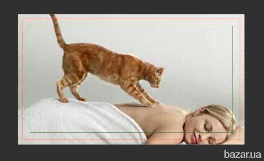 Почему кот прижимается к человеку. почему кошки любят спать на людях. действительно ли кошки лечат человека, лёжа на нём