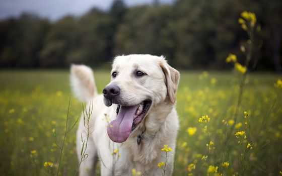 Лабрадор-ретривер - описание породы собак , фото, купить щенка