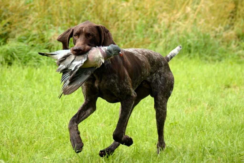14 лучших пород собак для различных видов охоты