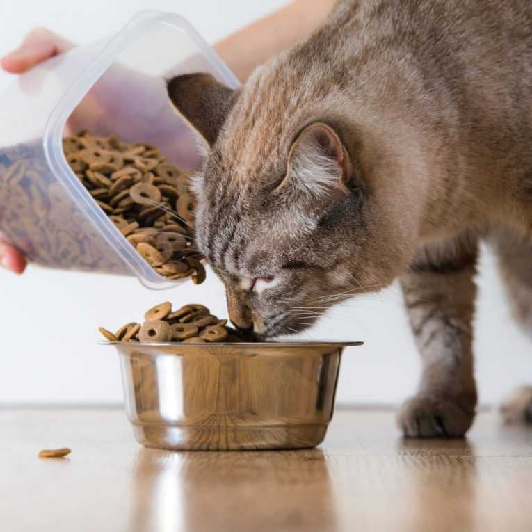 Можно ли кошкам собачий корм: да, нет, и почему