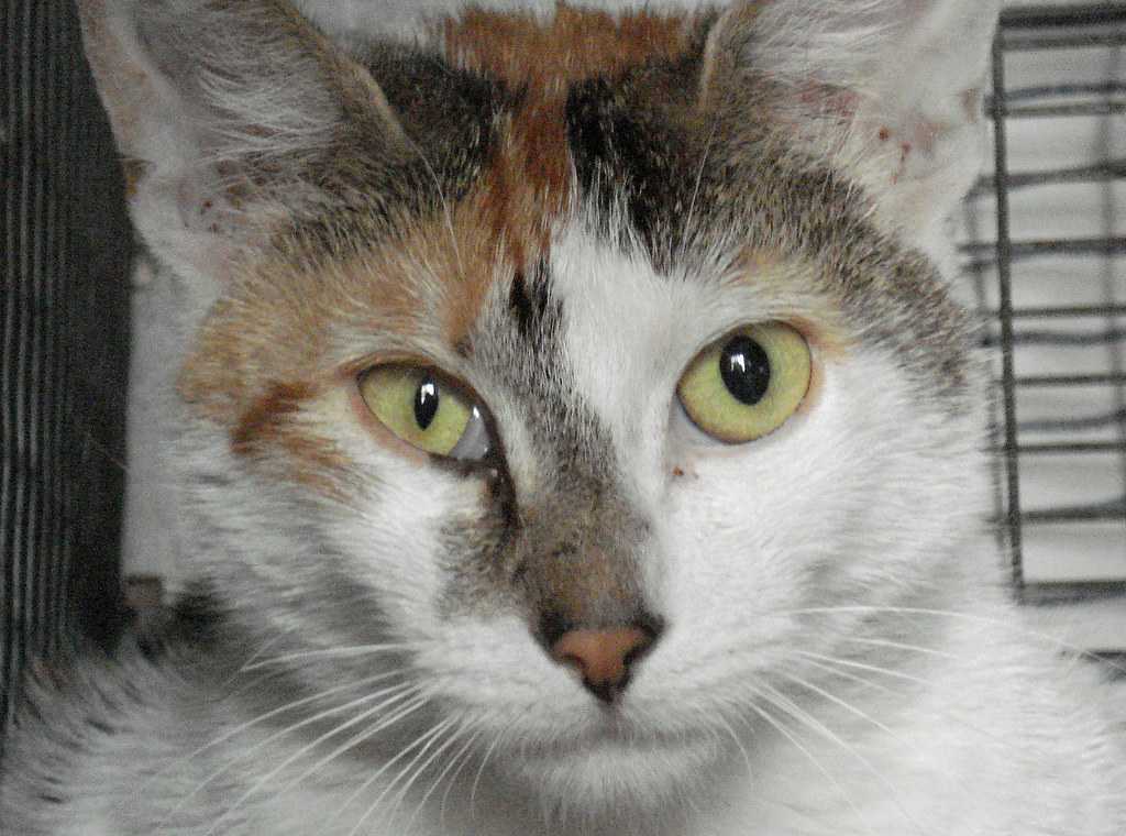 Расширенные зрачки и прижатые уши – что ваша кошка хочет вам сказать? | hill's pet
