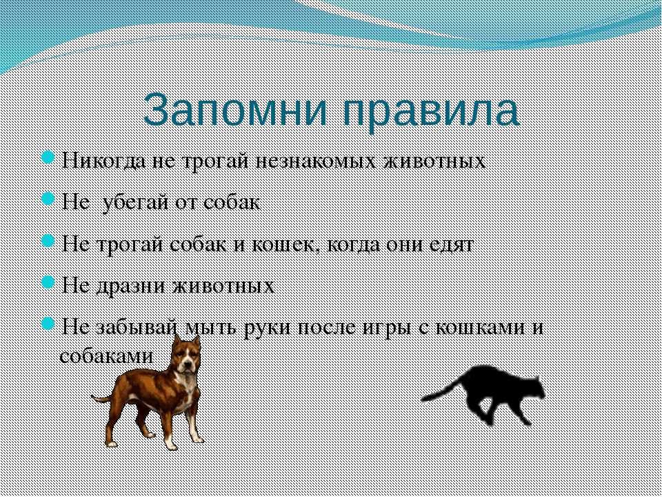 Верхний 5 признаки того, что собака умирает - поведение собаки перед смертью