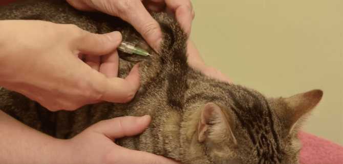 Как самостоятельно сделать внутримышечный и подкожный укол кошке