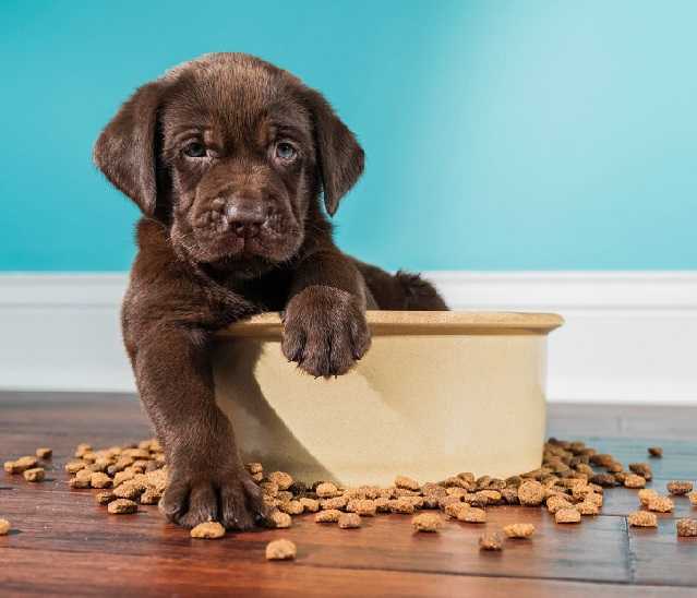 Собака не ест сухой корм: что делать, если перестала и не хочет есть, как заставить