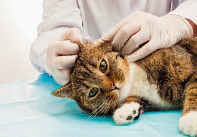 Почему кошка чешется до крови: 8 вероятных причин