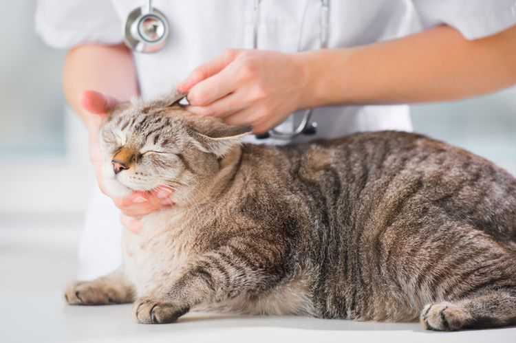 Кот интенсивно чешется: причины, диагностика, лечение и профилактические меры | блог ветклиники "беланта"