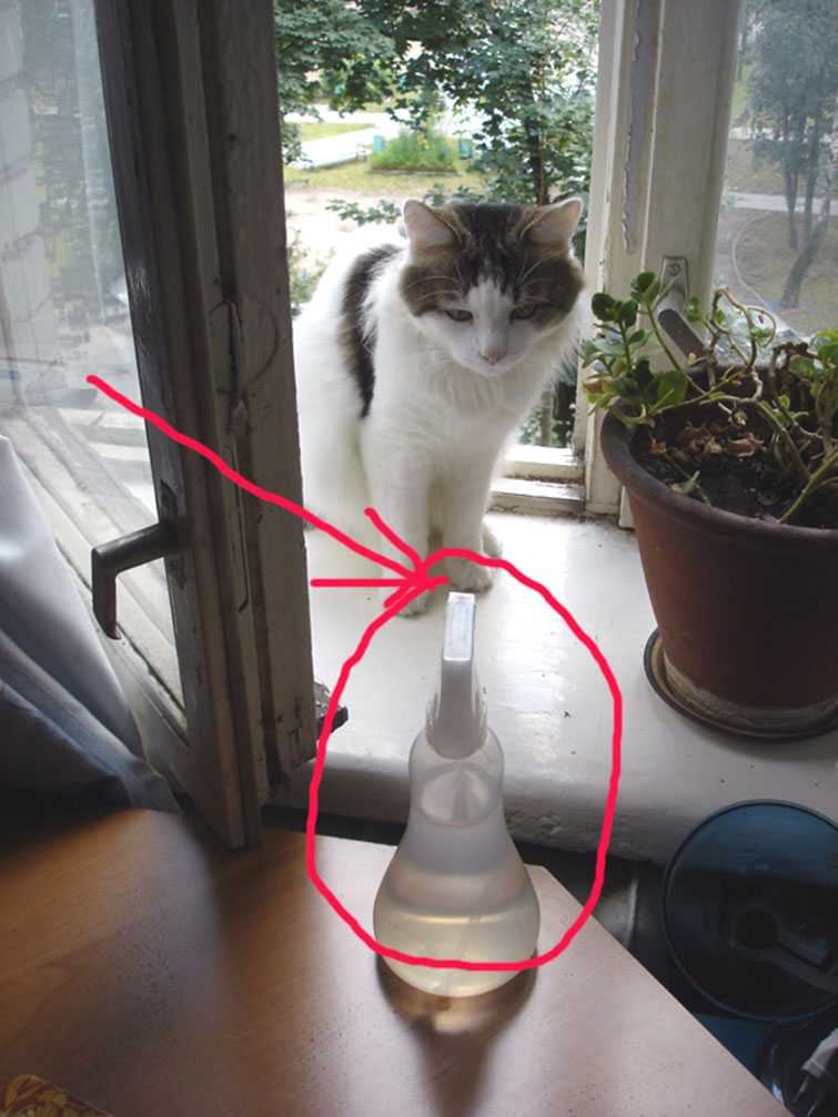 Кот метит территорию в доме. Защита цветов от кота. Растения отпугивающие кошек. Отпугиватель кошек от цветов. Запахи отпугивающие котов.