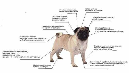 Мопс: фото представителей породы, характеристики собаки, все об уходе