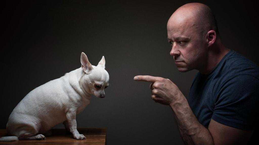 Как правильно наказывать и ругать собаку – а чего делать не стоит
