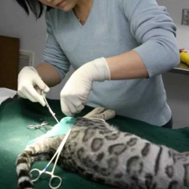 Стерилизация кошек уколом - уколы для кошек вместо стерилизации