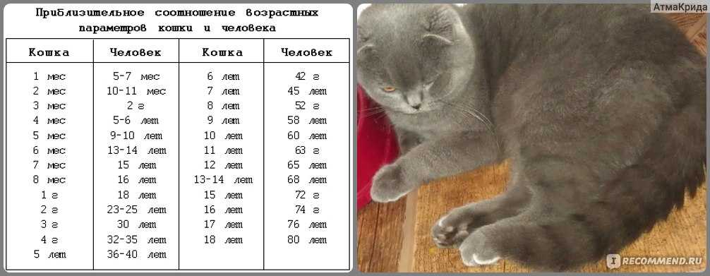 Таблица веса кошек по годам