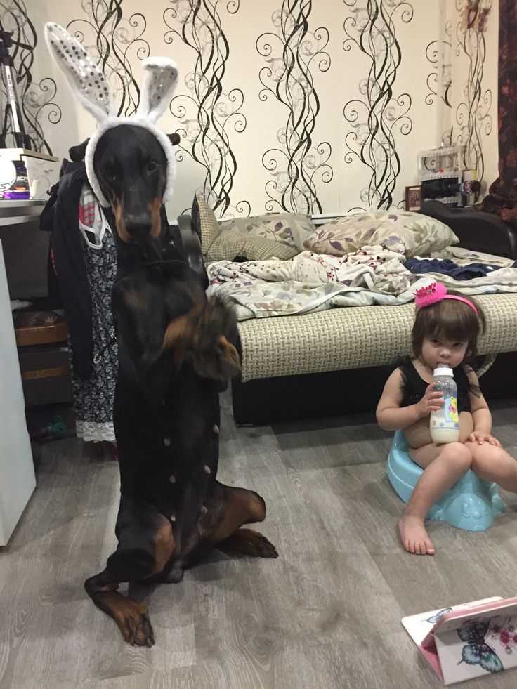 Доберман и дети: отзывы о том, какое отношение у питомцев к малышам и как может отнестись собака к новому члену семьи