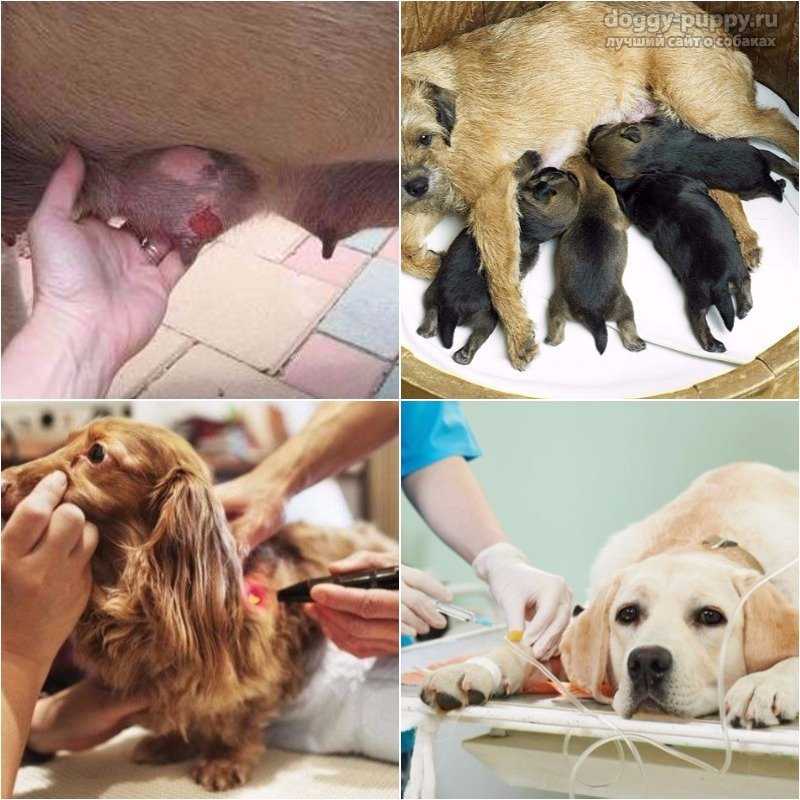 Эклампсия (тетания) у собаки после родов. советы ветеринара | дети фауны