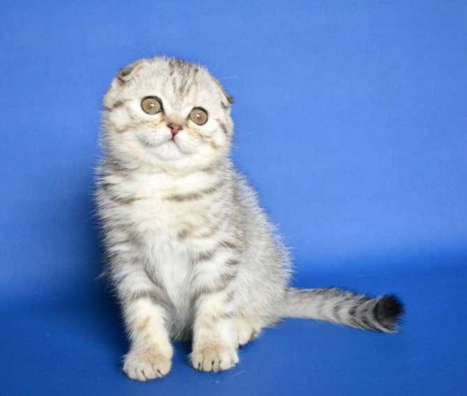 Белая британская кошка - фото, описание породы, характер