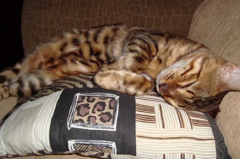8 причин почему кошка писает на диван – как отучить?