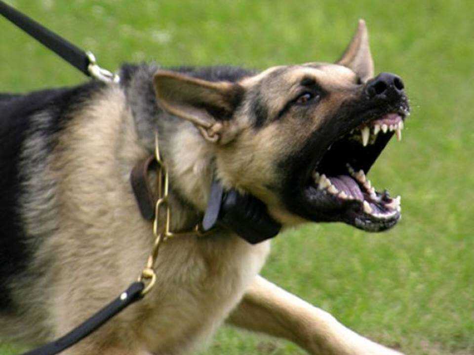 Почему у собаки проявляется агрессия и как с ней бороться?