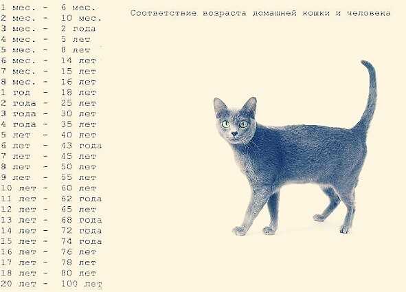 Возраст кошек в переводе на человеческий. Таблица кошачьего возраста. Как посчитать сколько лет коту по человеческим меркам. Возраст котенка по человеческим меркам таблица по месяцам. По человеческим меркам кошачий Возраст 1 год.