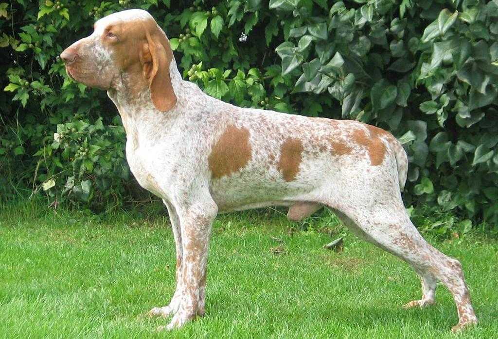 Португальский бракк (пойнтер): описание породы, фото собаки
