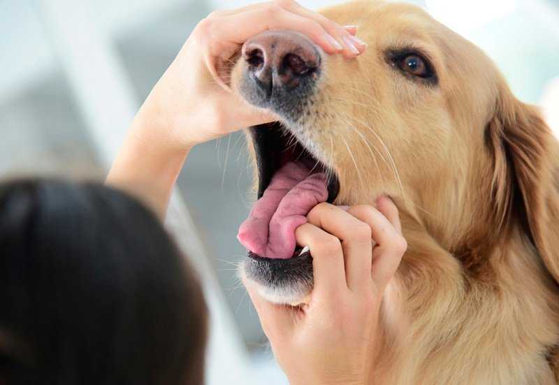 Почему у собаки текут слюни изо рта? | hill's pet