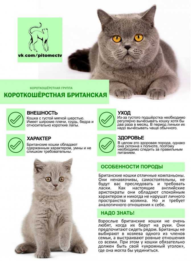 Как ухаживать за котенком: советы новичкам и особенности ухода