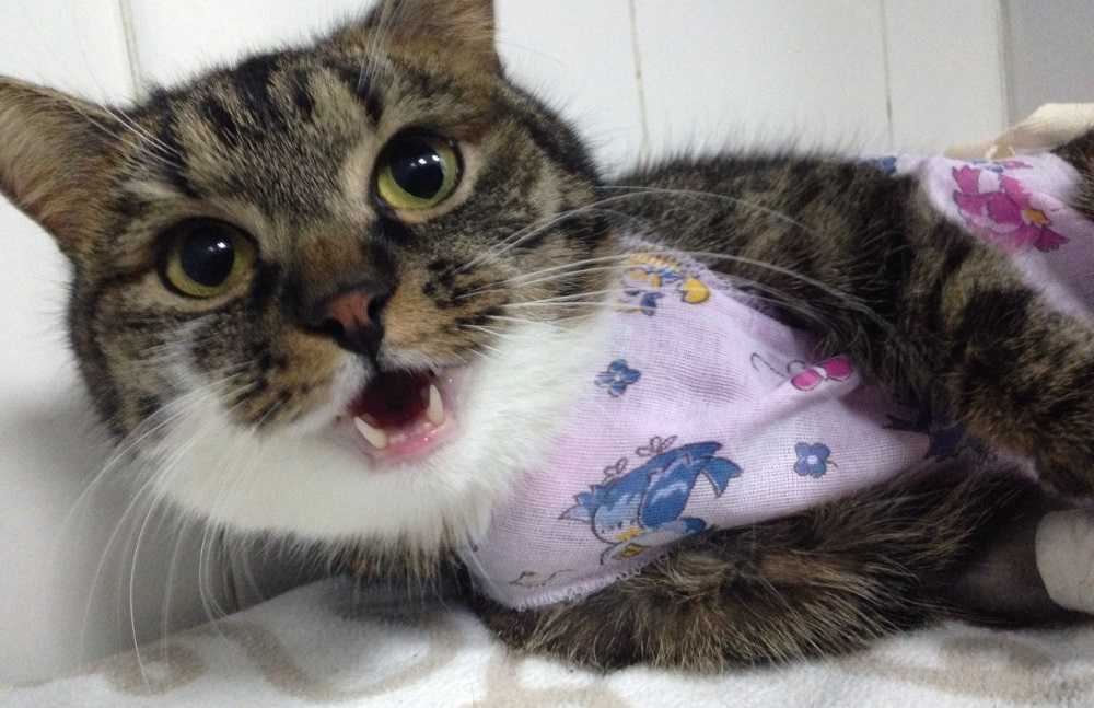Что делать, если кошка хрипит, тяжело дышит открытым ртом