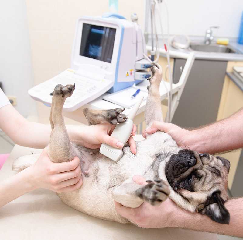 Как понять, что собака беременна, основные признаки беременности собак - petstory