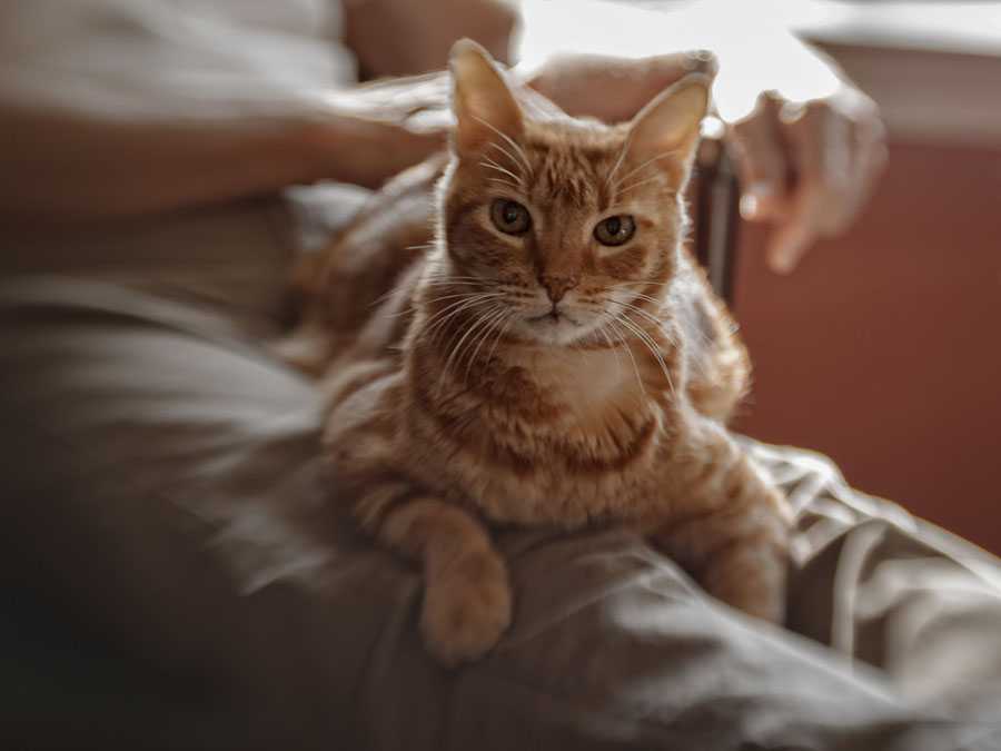 4 причины почему кошка делает массаж лапками