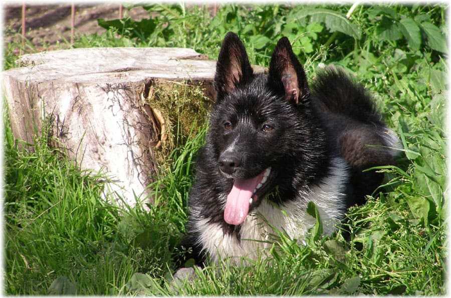 Русско-европейская лайка: все о собаке, фото, описание породы, характер, цена