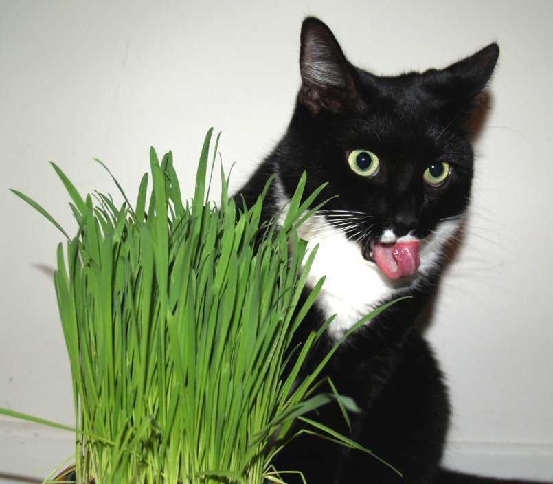 Трава для кошек: зачем нужна? какую можно давать кошкам и как вырастить ее дома +видео