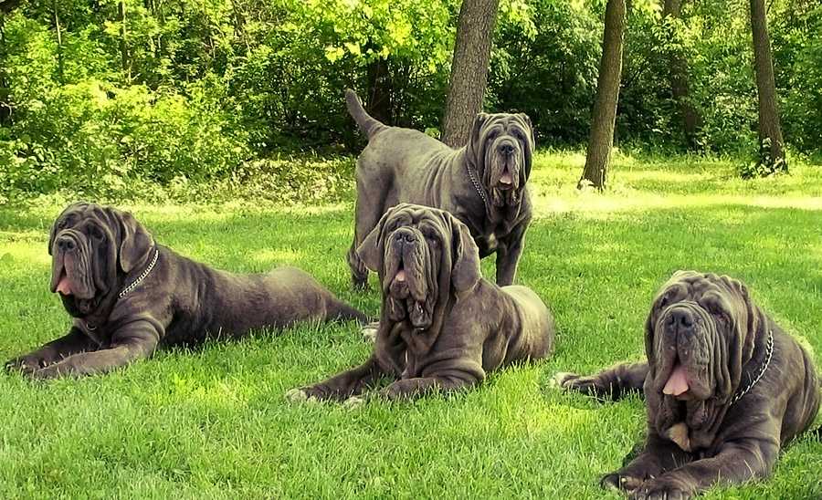 Неаполитанский мастиф (45 фото): щенки породы мастино неаполитано, описание одной из самых больших собак