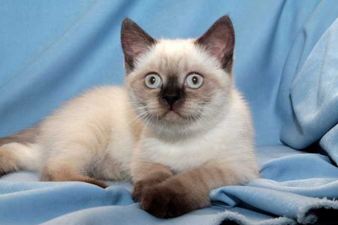 Тайская кошка 🐈 фото, описание, характер, факты, плюсы, минусы кошки ✔