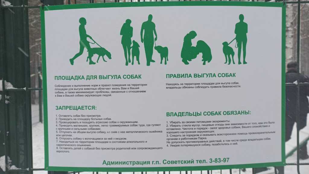 Правила выгула собак: периодичность и длительность прогулок в день