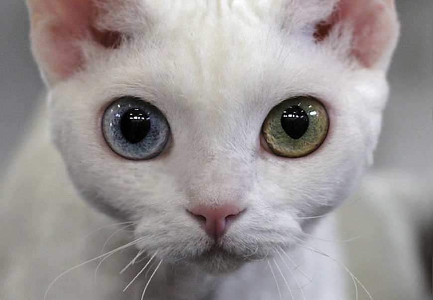 Кошки с разными глазами: породы разноглазых котов, причина гетерохромии
