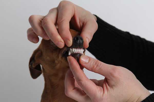 Как отучить щенка кусаться: советы опытных собаководов, методы