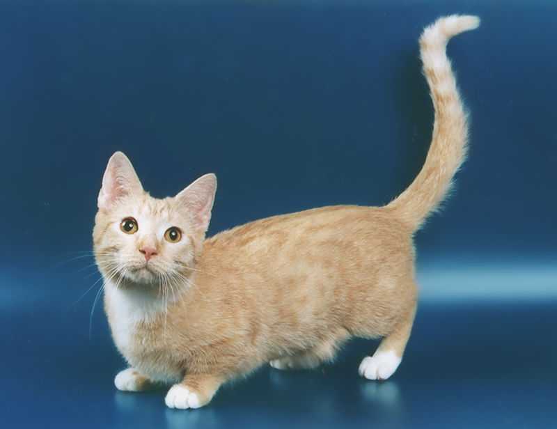 Породы кошек с коротким хвостом - название, описание и фото