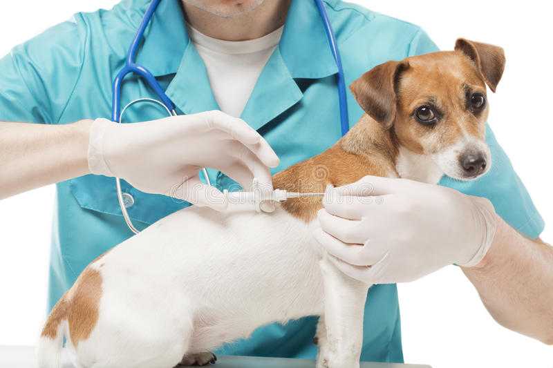 Стерилизовать ли собаку. минусы и плюсы стерилизации, методы, стоимость