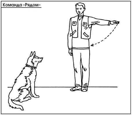 Основы трюковой дрессировки собак