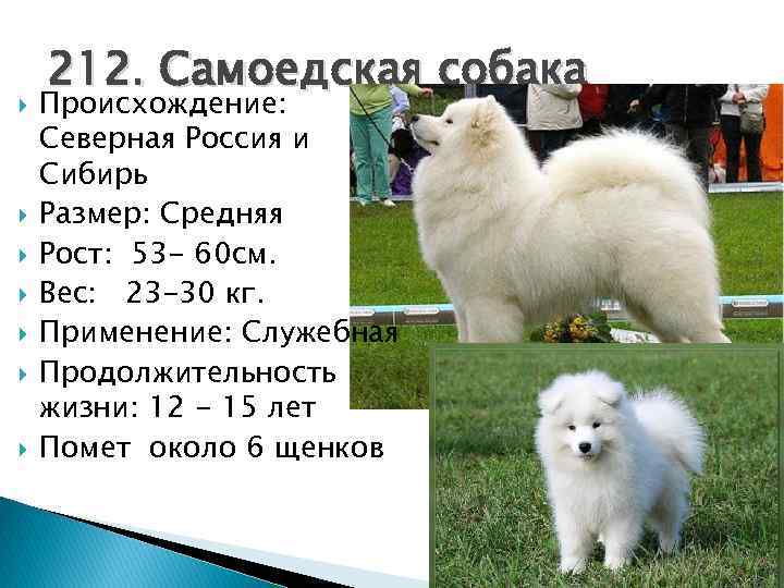 Самоедская лайка - 135 фото самоеда и его характеристика от ветеринаров и заводчиков