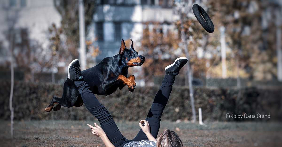 10 забавных, впечатляющих трюков, можно научить любую собаку