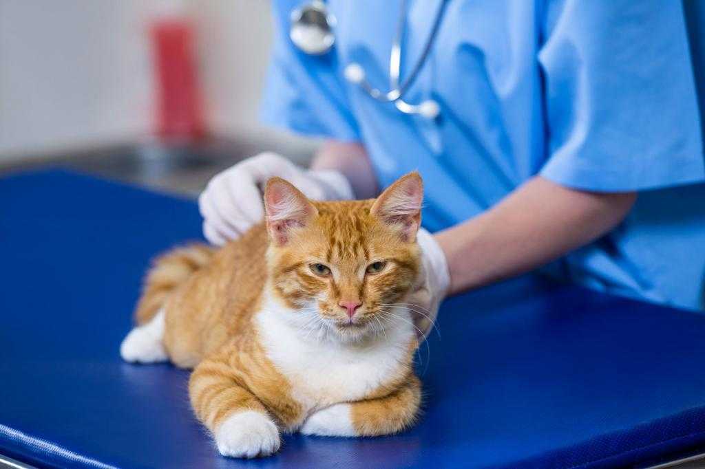 Как ухаживать за котом после кастрации: рекомендации по послеоперационному уходу на 7 дней, обработка раны, диета