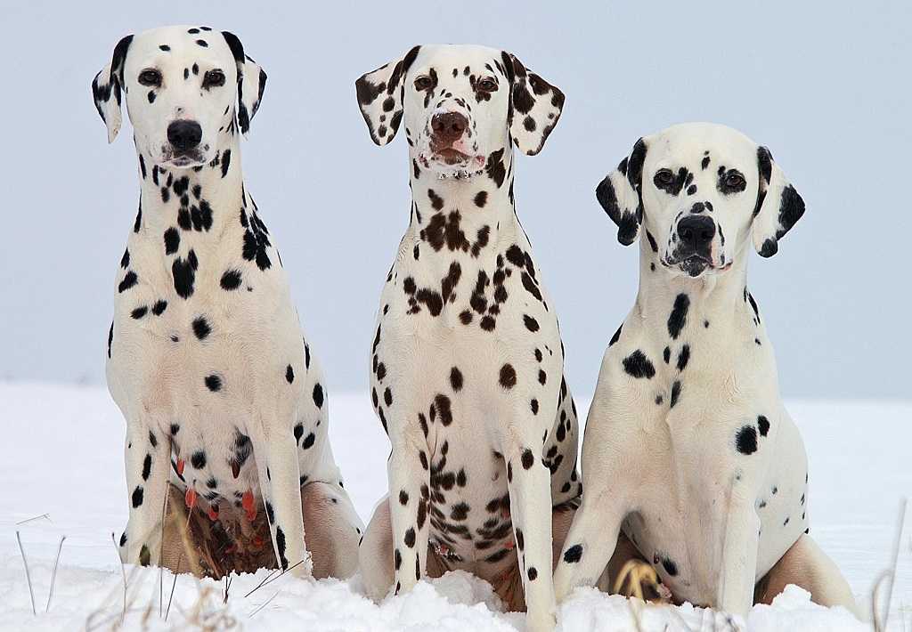 Порода собак далматинец: происхождение, здоровье, болезни, уход | блог ветклиники "беланта"