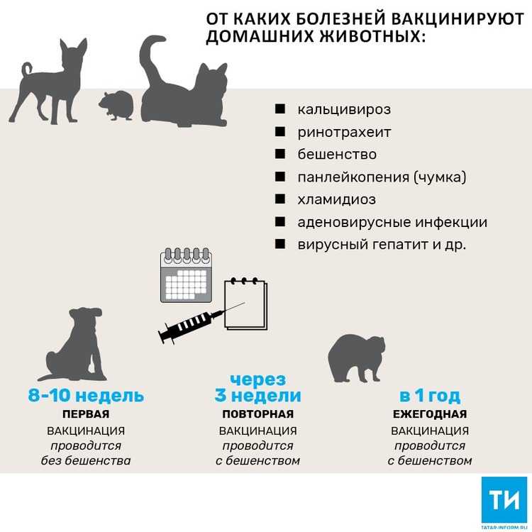 Прививки котятам до года