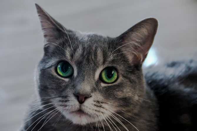 С древних времен людей поражали удивительные кошачьи глаза. Кошка с зелеными глазами имеет взгляд острый, пронзительный, временами ласково – просящий или с хитрецой. Очарование и загадку несут они в себе.