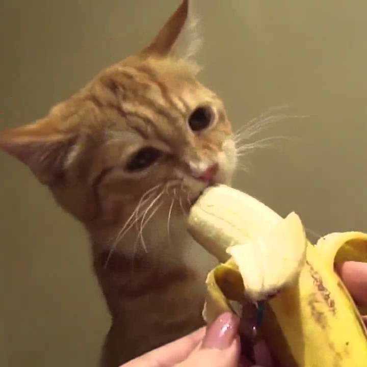 Можно ли кошкам давать банан