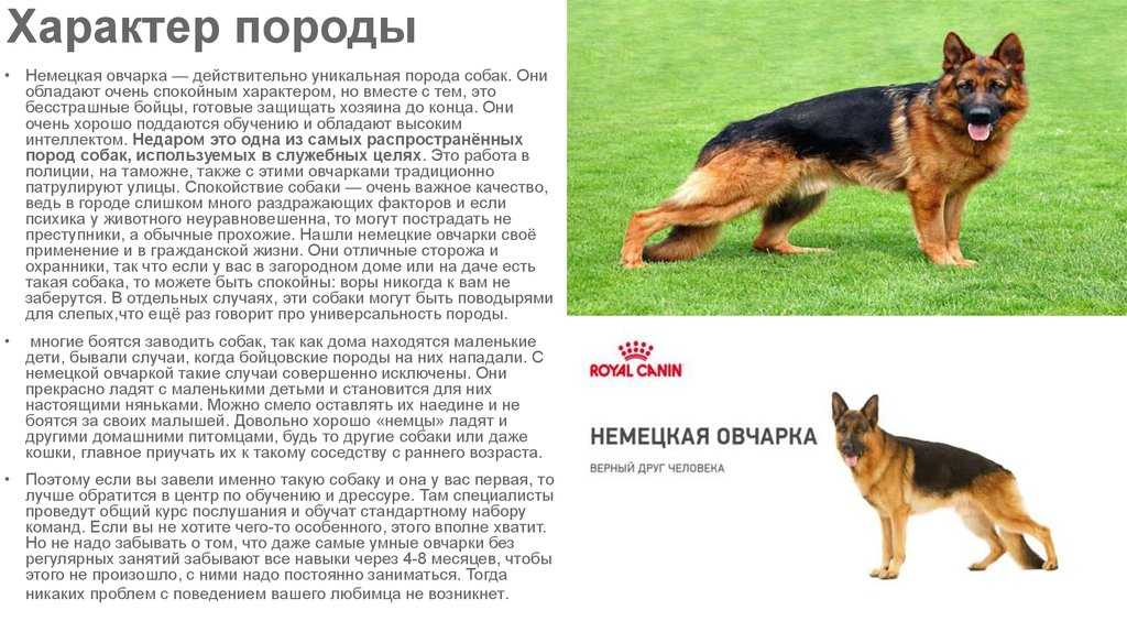 Описание породы собак бельгийская овчарка с отзывами владельцев и фото
