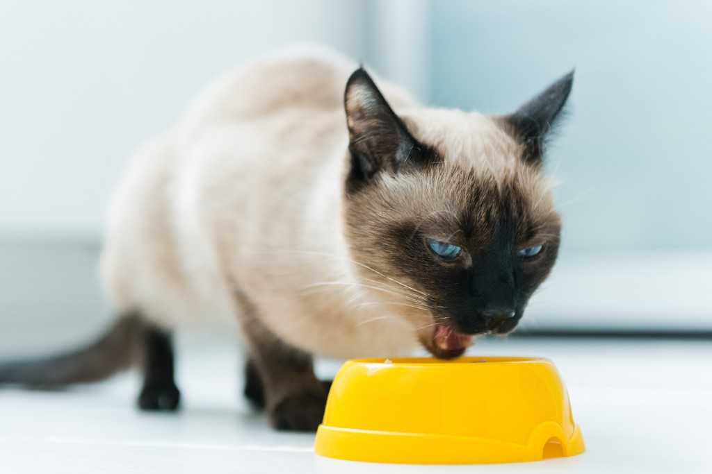 Чем кормить тайскую кошку: 5 лучших кормов + натуральное питание
