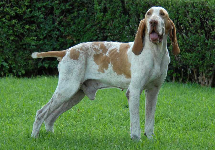 Тервюрен — фото собаки и стандартов породы (рост, вес и допустимый окрас) + рекомендации по выбору щенка и его дрессировке