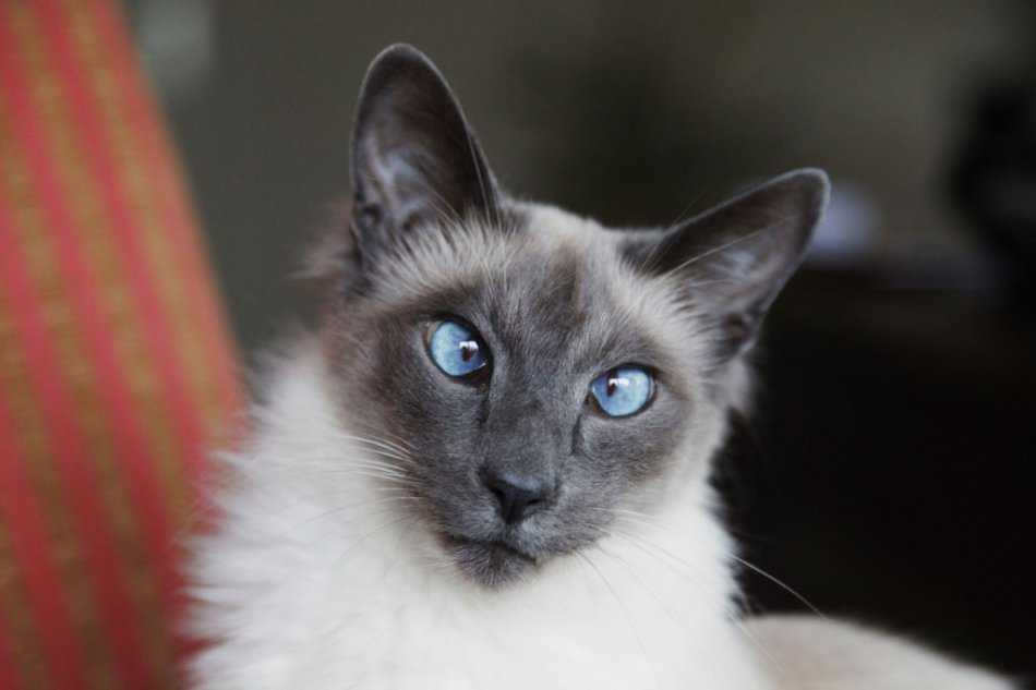 Кошка с косыми глазами какая порода
